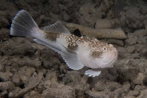 stargazer fish|Northern Stargazer – Discover Fishes .